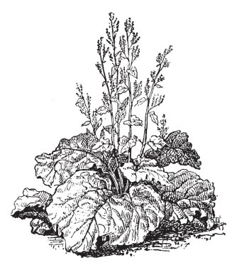 Rhubarb, vintage engraving. clipart