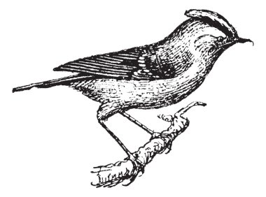 Wren perched on branch, vintage engraving. clipart