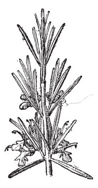 Rosemary veya Rosmarinus officinalis, eski oyma..