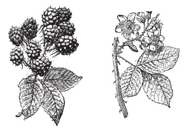 Blackberry flower, Blackberry fruit, vintage engraving. clipart