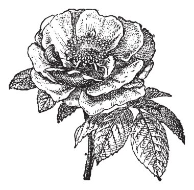 Rose of Provins, vintage engraving. clipart