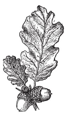 Acorn or Oak nut with leaves, vintage engraving. clipart