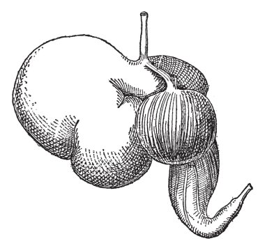 Ruminant stomach, vintage engraving. clipart