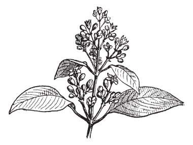 Sandalwood leaves and buds, vintage engraving. clipart