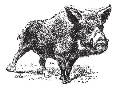 Boar or wild pig, vintage engraving. clipart