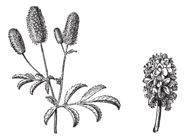 Burnet twig, Burnet flower, vintage engraving. clipart