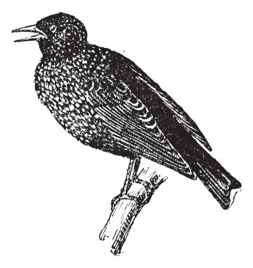 Starling, antika gravür.