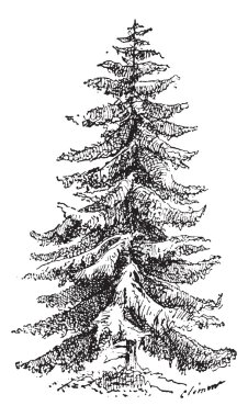 Norway Spruce or Picea abies vintage engraving clipart