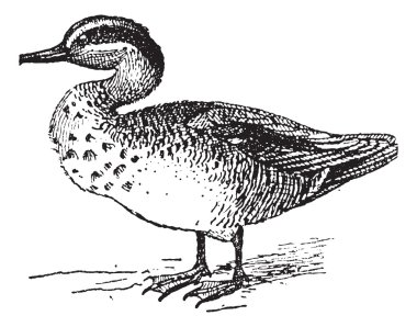 Common Teal or Anas crecca vintage engraving clipart