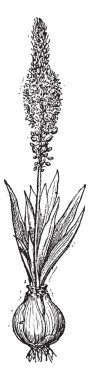 squill veya drimia maritima, antika gravür.