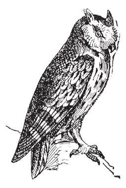 Scops owl perched on branch, vintage engraving. clipart