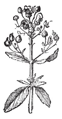 Figwort or Scrophularia, vintage engraving. clipart