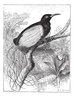 Twelve-wired Bird-of-paradise or Seleucidis melanoleucus, vintag clipart
