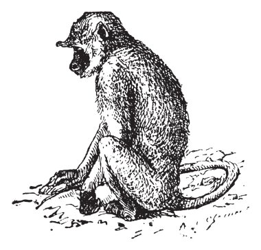 Gray langurs or Semnopithecus, vintage engraving. clipart