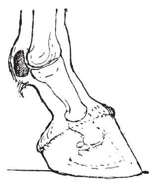 Sesamoid bones, vintage engraving. clipart