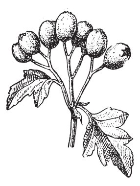 Common hawthorn or Crataegus monogyna vintage engraving clipart