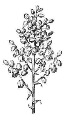 Chaparral yucca or common yucca vintage engraving clipart