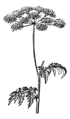 Chaerophyllum temulum or Rough Chervil vintage engraving clipart