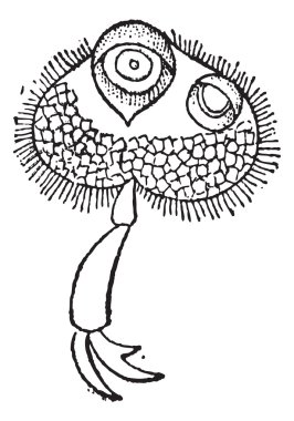 incir 10. böcek önceki margine erkek dytiscus, vintage engrav bacak