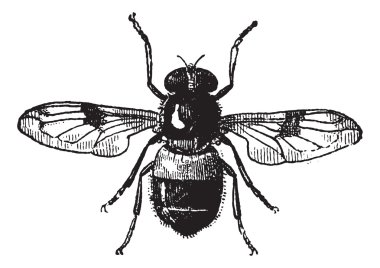 incir 19. volucella, antika gravür.