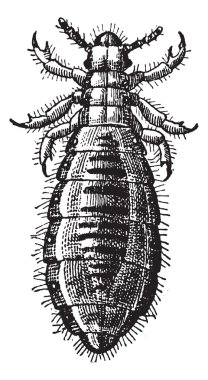 Fig 17. Louse Diptera, vintage engraving. clipart