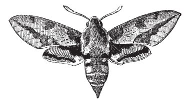 Fig 23. Deilephila, vintage engraving. clipart