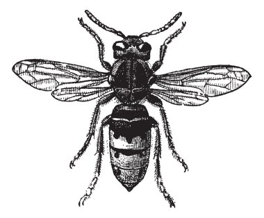 Fig 12. Wasp, vintage engraving. clipart