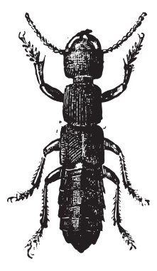 Şekil 11. ocipus hymenoptera, antika gravür.