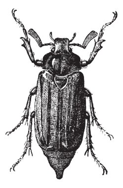 Fig 10. Cockchafer or May bug, vintage engraving. clipart