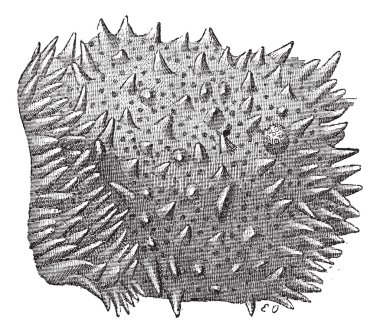 Fig. 3. Intestine, Villi of the middle part of the small intesti clipart