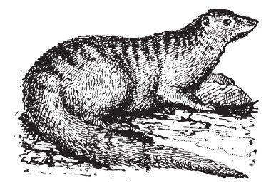 Egyptian Mongoose or Herpestes ichneumon vintage engraving clipart