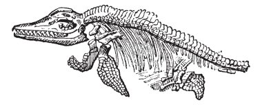 The skeleton of Ichthyosaurus vintage engraving clipart