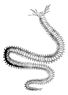 nereididae veya ragworm, antika gravür.