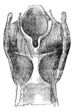 Arytenoid cartilage, vintage engraving. clipart