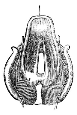 Top view of the Larynx, vintage engraving. clipart