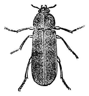 Cis Beetle, vintage engraving. clipart
