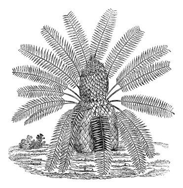 Zamia spiralis, vintage engraving. clipart