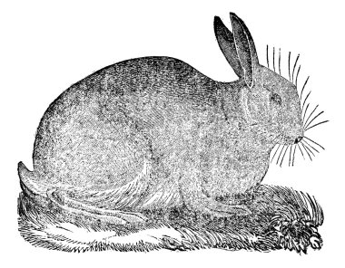 Hare, antika gravür.