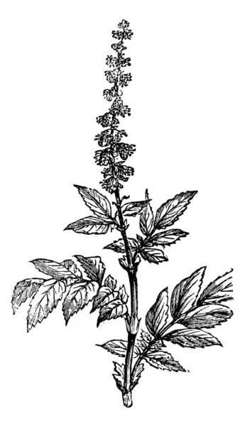 Flowering of Agrimony or Agrimonia, vintage engraving. — Stock Vector