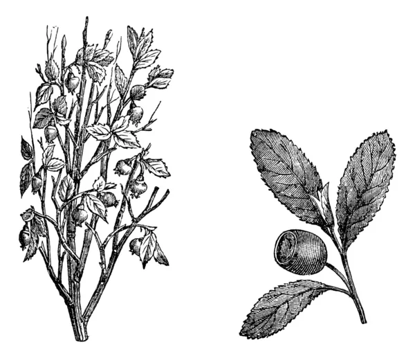 クランベリーの枝、fig.58。クランベリー フルーツ、ヴィンテージの彫刻. — ストックベクタ