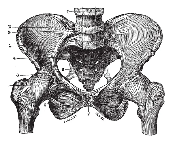 Fig. 160. Basin (squeleite med ligament) såg dess framsida, v — Stock vektor