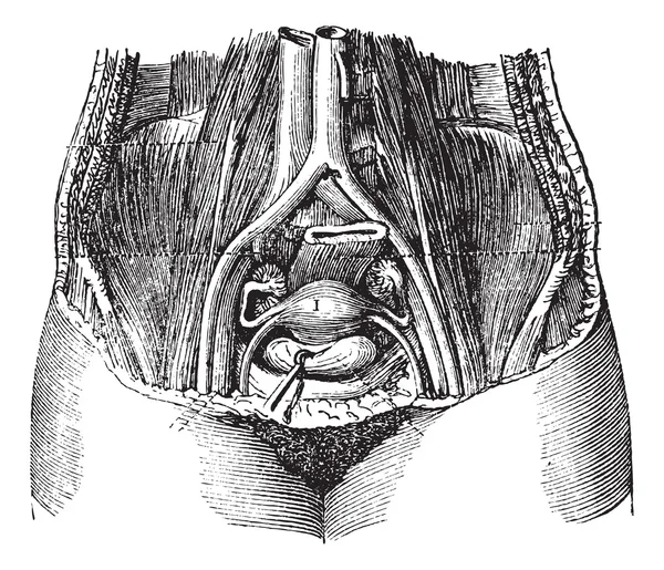 Fig. 162. Piscine de femmes, avec ses parties douces, vue de haut en bas — Image vectorielle