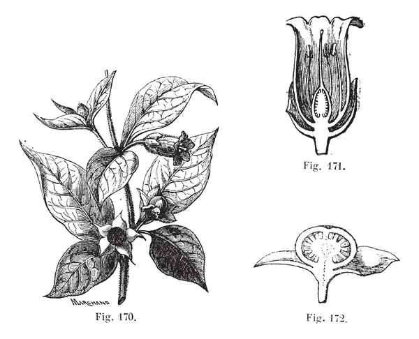 Fig. 170. Belladonna con le sue foglie, i suoi fiori e frutti. Fi — Vettoriale Stock