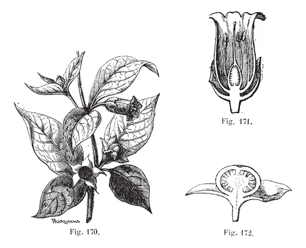 Figo. 170. Belladonna com suas folhas, suas flores e frutos. Fios — Vetor de Stock