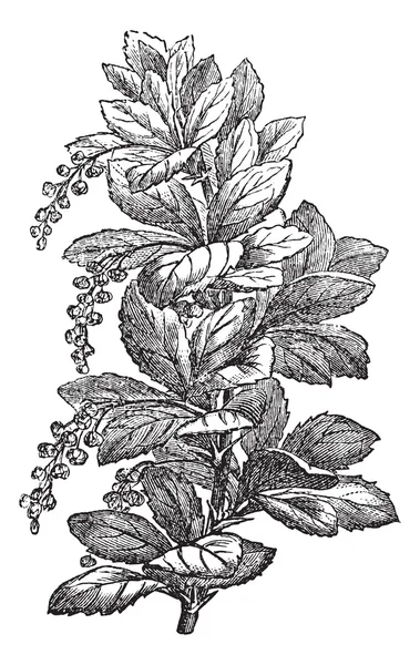Fig. 173. Berberis o moras, grabado vintage . — Vector de stock