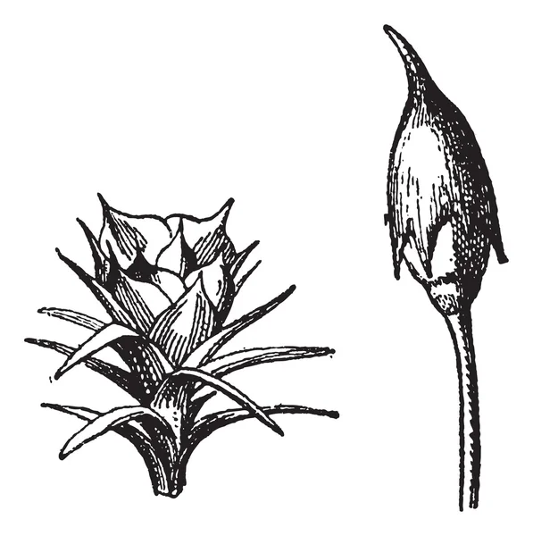 Fiore maschile. Fiore femminile. Muschio di Polytrichum o berretto per capelli, vintage — Vettoriale Stock