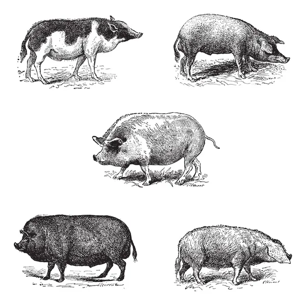 Свиньи 1. Сиам-свинья. 2. Шалонтская свинья. 3. Свин Йорк. 4. Свинина Е — стоковый вектор