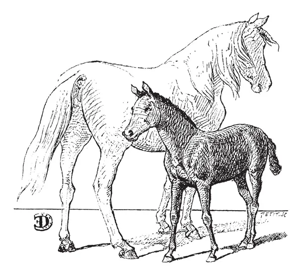 Foal, grabado vintage . — Vector de stock