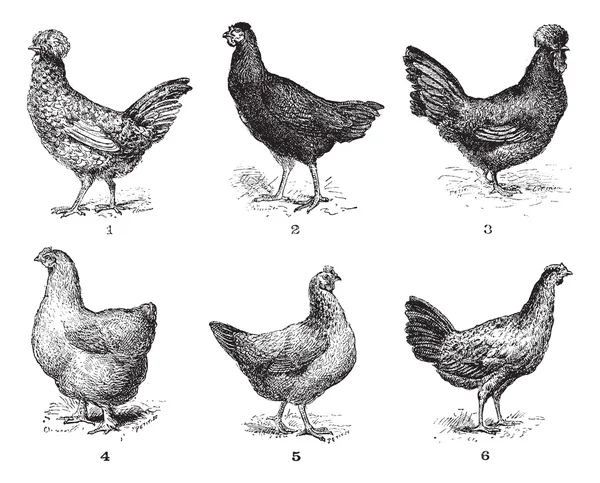 Hönor, 1. Houdan kyckling. 2. höna på pilen. 3. höna crevecoeur. 4. — Stock vektor