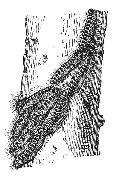 Processionaria, incisione vintage . — Vettoriale Stock